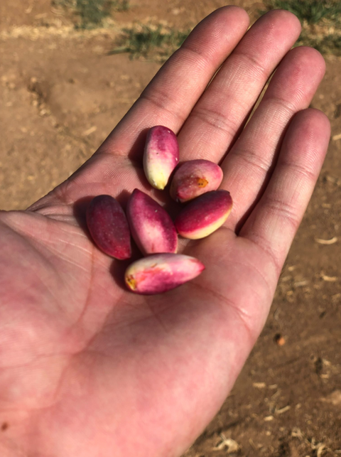 Our Pistachios